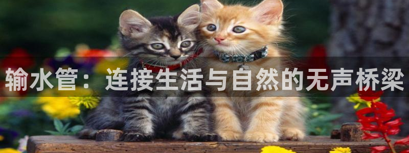 手机上怎么下载天辰娱乐